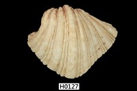 藏品(菱硨磲蛤)的圖片